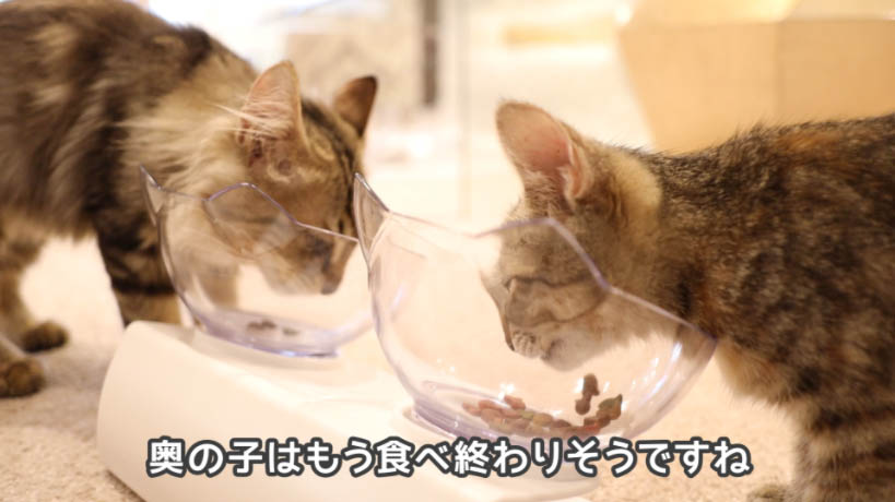 実食！】モンプチ子猫用５種のブレンドのレビュー - ねことぼく